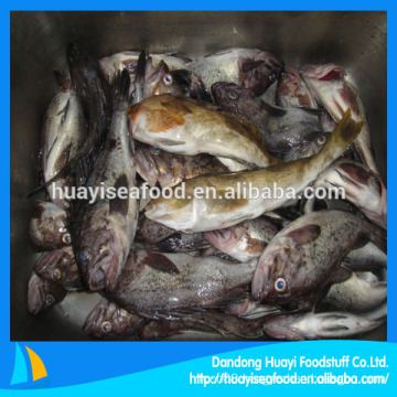 IQF fat greenling fish